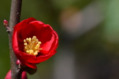 木瓜の花