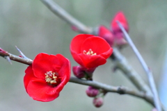 木瓜の花