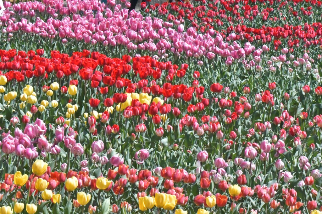 木曽三川公園センター　チューリップ満開