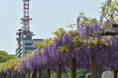 名城公園　藤棚　4－4