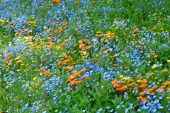 うっとり花畑5－2