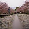 京都の春
