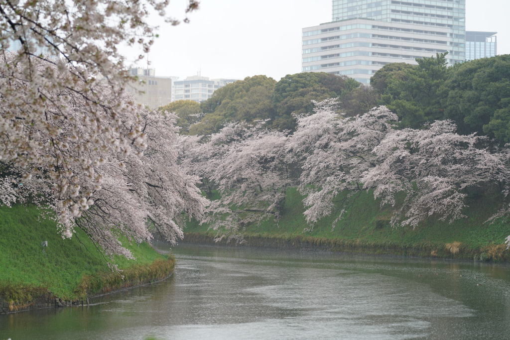 千鳥ヶ淵_7