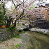 京都の春