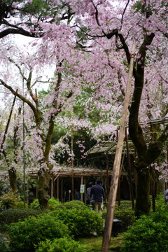 京都の春