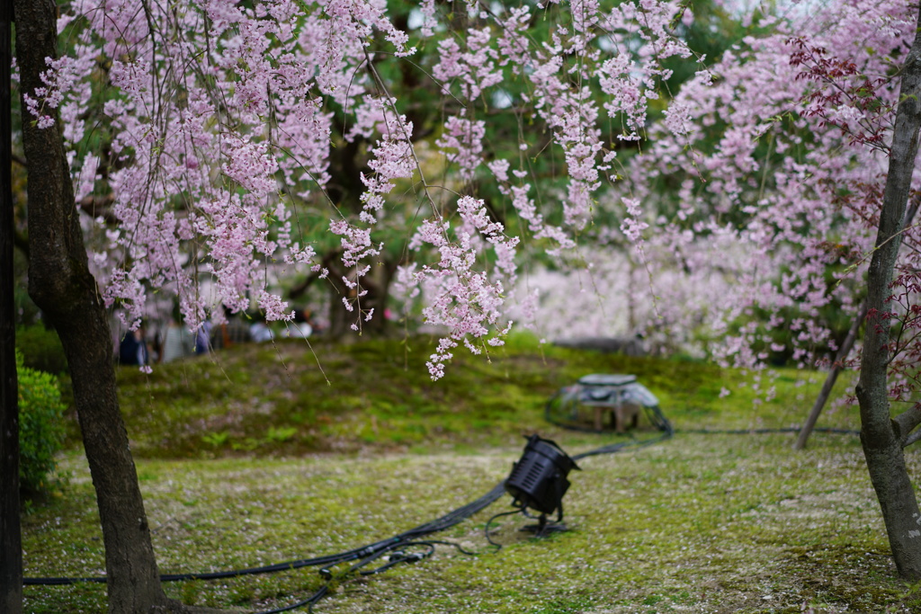 京都の春