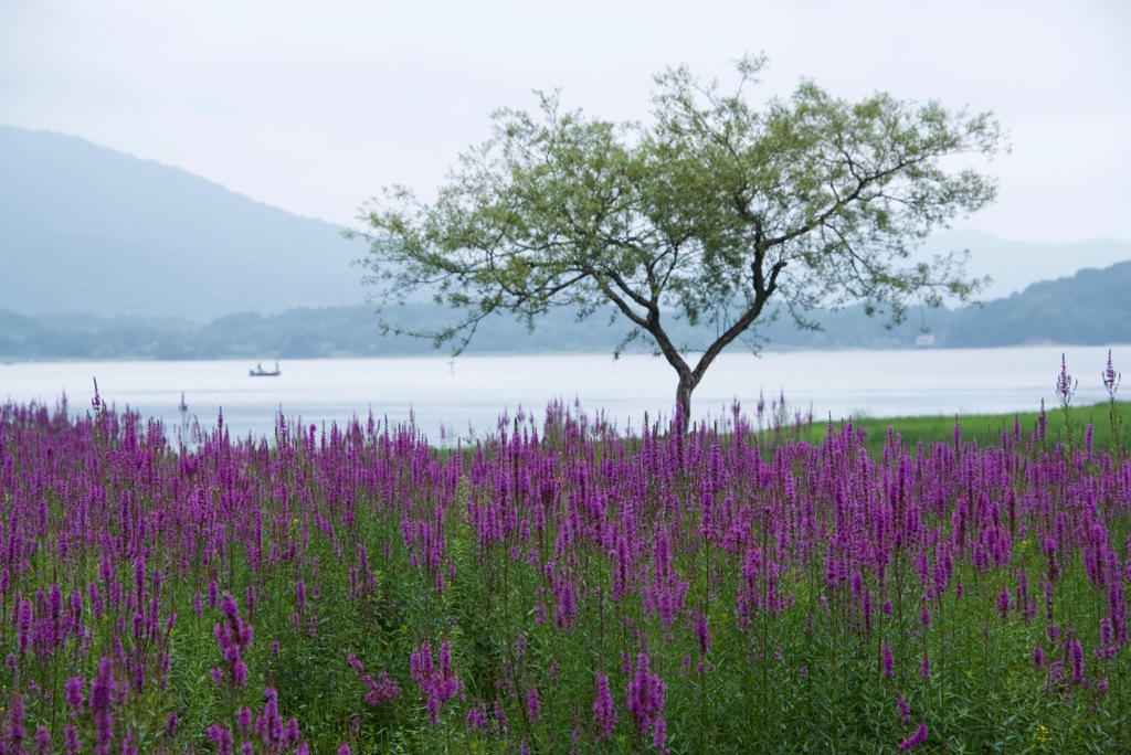 桧原湖とみそはぎ