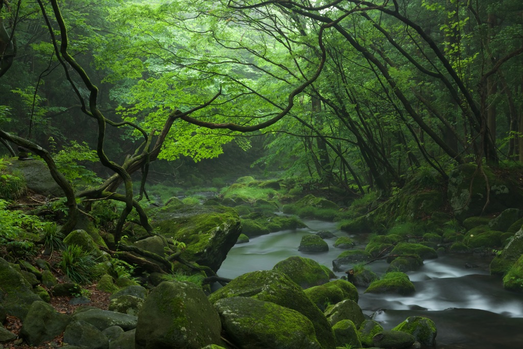 緑の架け橋