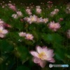 夢うつつ