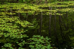 湖面の森