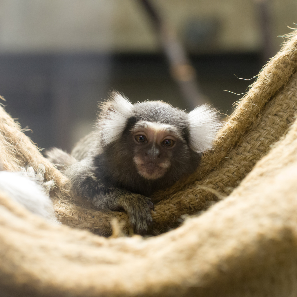 夜の動物園 1