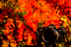 紅葉のフィルムカメラ
