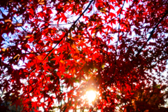曽木公園 紅葉祭り