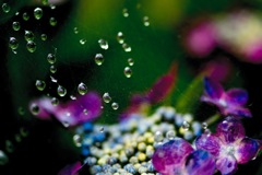 花宇宙
