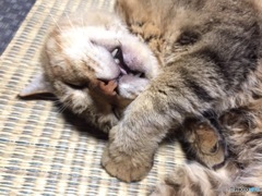 チャッピー