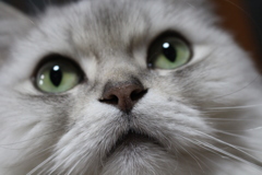 ジーンズ発祥地のペルシャ猫