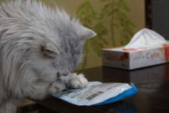 ほたて貝ひもを食べようとするペルシャ猫