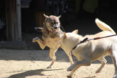 メスをなめるなよ！！！！！