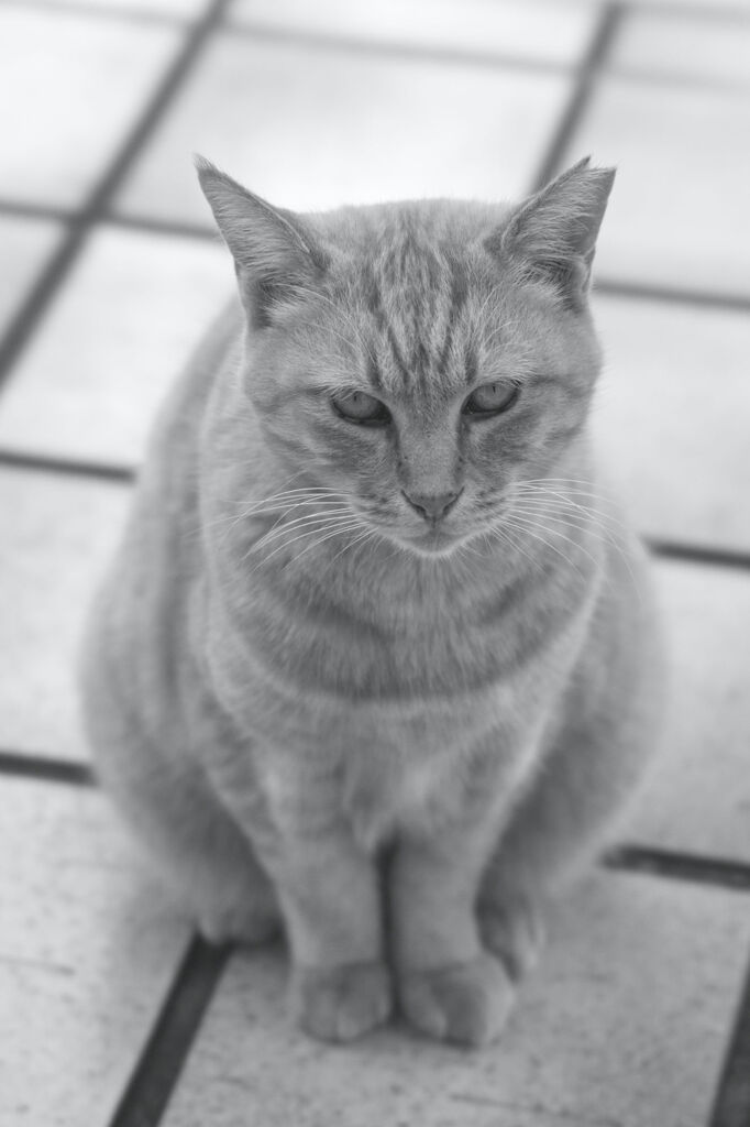 ごはんまだかな？