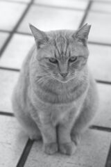 ごはんまだかな？