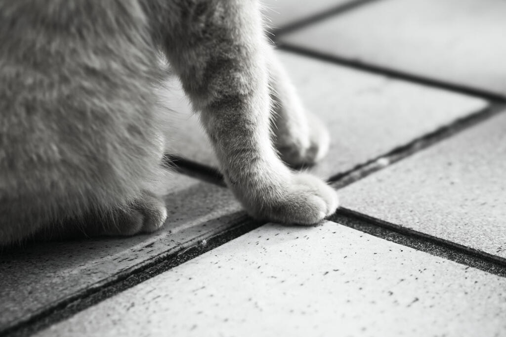ニャンコレッグス