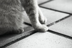 ニャンコレッグス