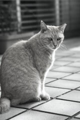 地域猫のマイケル