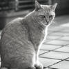 地域猫のマイケル