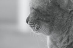 地域猫のマイケル