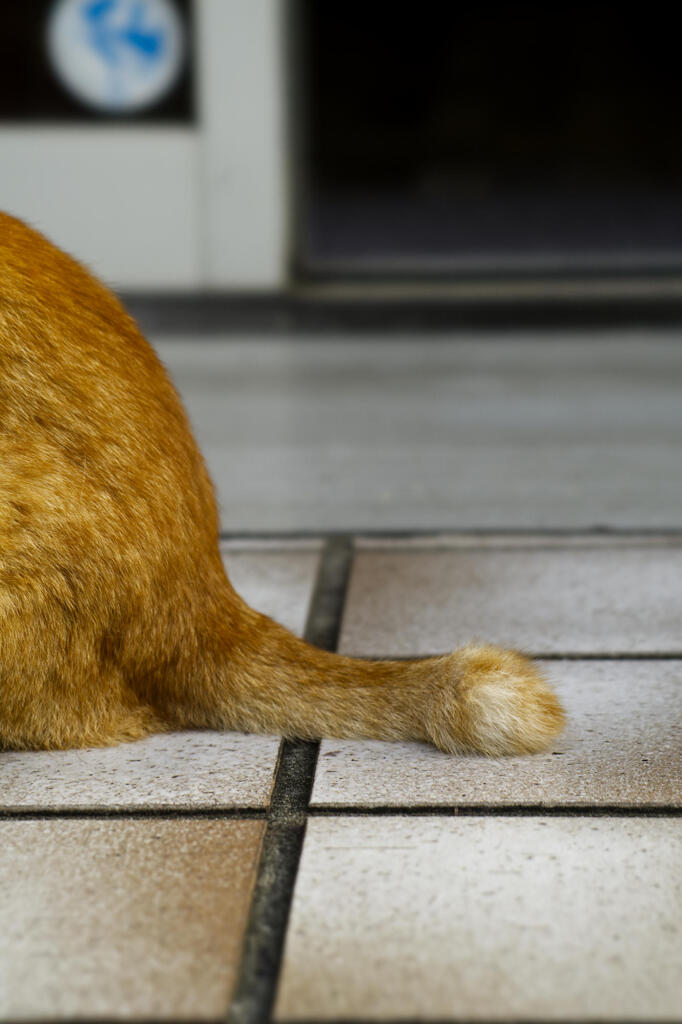 猫のしっぽより愛を込めて