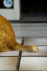 猫のしっぽより愛を込めて