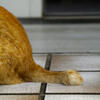 猫のしっぽより愛を込めて