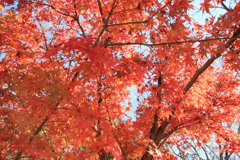 紅葉、京都にて❗❗