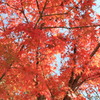 紅葉、京都にて❗❗