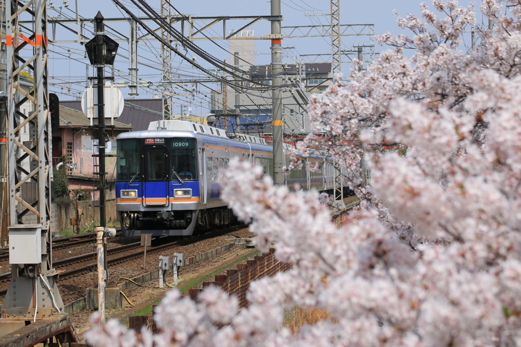 サザン桜