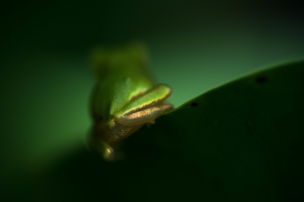 カエルが帰る
