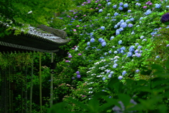 梅雨を撮る