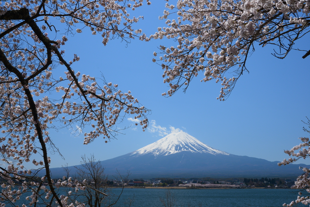 桜越しの富士