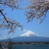 桜越しの富士