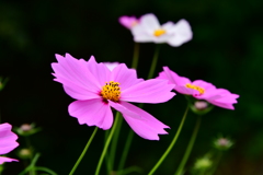 秋桜