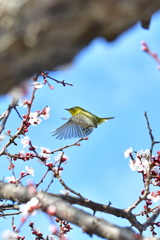 蜜を求めて