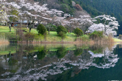 早朝の田貫湖