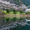 早朝の田貫湖