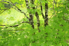 木肌模様