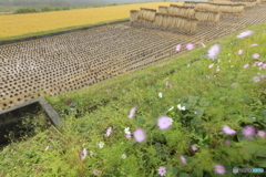 花のある田んぼ
