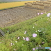 花のある田んぼ