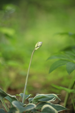 どんな花？