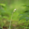 どんな花？