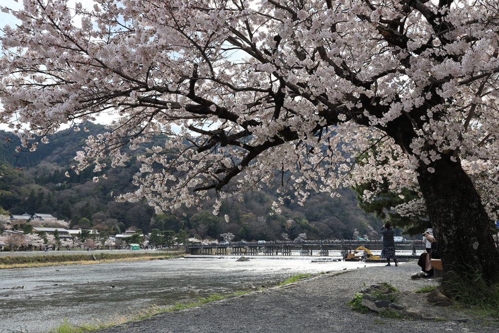 サクラ渡月橋　　20220401152037_019A9404