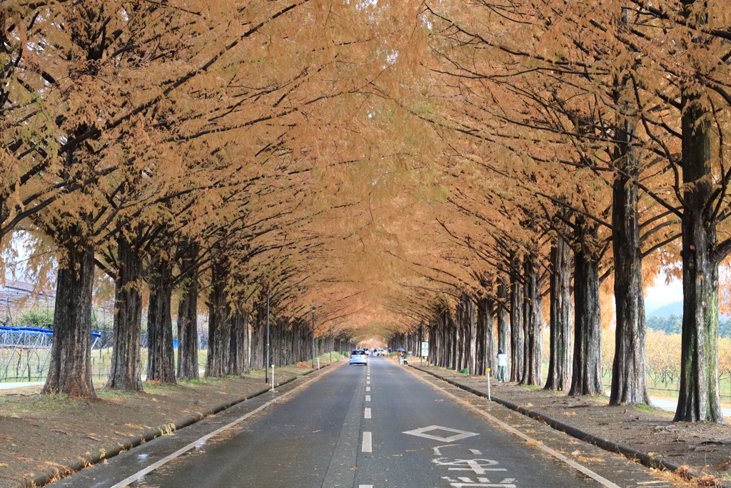 メタセコイヤ紅葉　20211202083951_019A0481